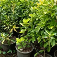 گل بیرونی برای فضای سبز موجوده
