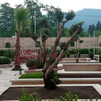 اجرای فضای سبز،روف گاردن،ودیوار سبز|خدمات باغبانی و درختکاری|ماسال, |دیوار