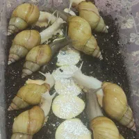 حلزون آلبینو خانگی مخصوص تراپی پوست و مو