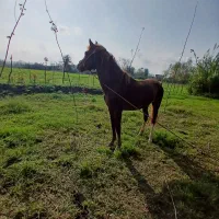 اسب جوان 3سال