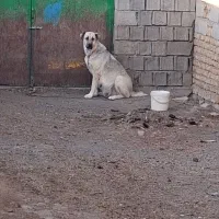 ماده خراسانی اصیل