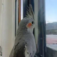 عروس هلندی نر وماده