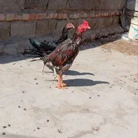 خروس نژاد میکس|پرنده|دامن, |دیوار