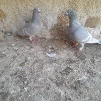کبوتر