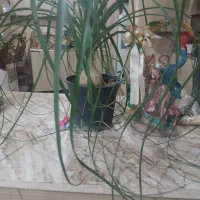 تعدادی گل زینتی|گل و گیاه طبیعی|باسمنج, |دیوار