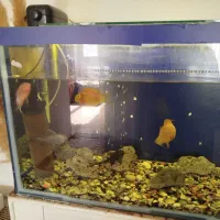 آکواریوم|ماهی|هشتگرد, شهرک المهدی|دیوار