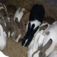 خرگوش|موش و خرگوش|زابل, |دیوار