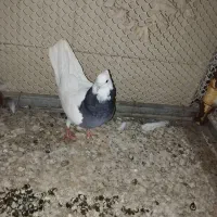 کفتر|پرنده|اردکان, |دیوار