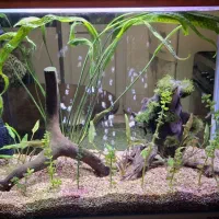 اکواریوم پلنت شیشه خم