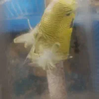 مرغ عشق پروانه ی ماده معامله با پرنده|پرنده|جیرفت, |دیوار