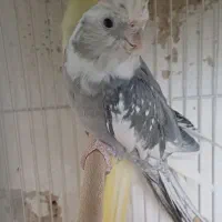 جفت مولد نرسخنگوو ماده تک زعفرونی فروش معاوضه