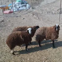 3 راس کاور ماده افشاری دره شهر