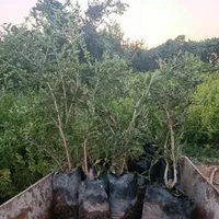 نهال انار گلدانی مرغوب