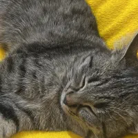 واگذاری بچه گربه|گربه|اردبیل, |دیوار