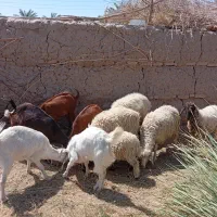 میش وبز بابچه