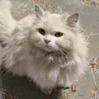 واگذاری فقط هزینه واکسن گرفته میشه