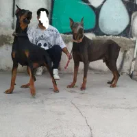 روت وایلر و دوبرمن چند قلاده توله دوماهه|سگ|فردیس, شهرک سپاه|دیوار