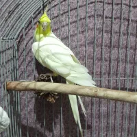 عروس هلندی