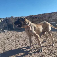 سگ ماده سرابی