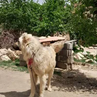 سگ نگهبان|سگ|بناب, |دیوار