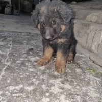 سگ ژرمن|سگ|ایذه, |دیوار