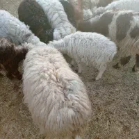 سلام تعداد ۱۰عدد بره چاق