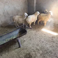 بره نر و کهره|حیوانات مزرعه|شیراز, ارم|دیوار