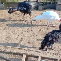 بوقلمون واردک اسراییلی|حیوانات مزرعه|رودسر, |دیوار