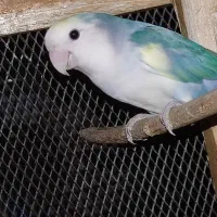 طوطی برزیلی|پرنده|ریز, |دیوار