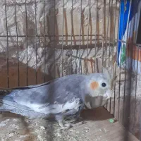 مرغ عشق وعروس هلندی|پرنده|یزد, |دیوار