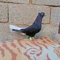 کفتر پرنده دم سفید|پرنده|اهواز, گلستان|دیوار