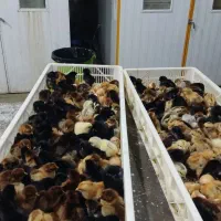 جوجه  گلپایگان محلی کاکلی  یک روزه وپنج روزه