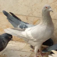 کبوتر