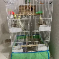 طوطی عروس|پرنده|رشت, کوی مهر|دیوار