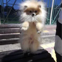 پامرین خرسی عروسکی اورجینال