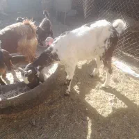 بز‌افغانی‌اصل