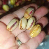 فروشی ویژه پسته تازه خندان