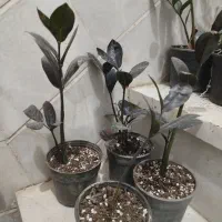 فروش زاموفیلیا|گل و گیاه طبیعی|اردکان, |دیوار