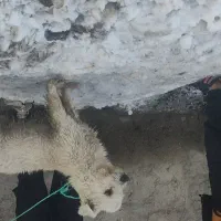 سگ پاکوتاه|سگ|مشهد, شهید بصیر|دیوار