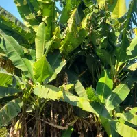 ‌اجاره ویلا دوبلکس متل قو دریاگوشه