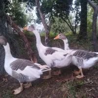 غاز دورگه کاکلی