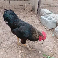 خروس سیاه زیبا و عالی