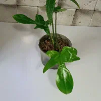 گل آپارتمانی زاموفیلیا و...