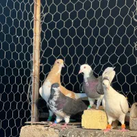 ده عدد کفتر زرنگ|پرنده|شیراز, دکتر حسابی|دیوار