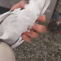 کفتر ی کبوتر|پرنده|مرودشت, ولایت|دیوار