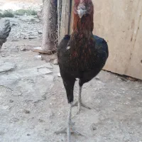 مرغ لاری|حیوانات مزرعه|قصرشیرین, |دیوار