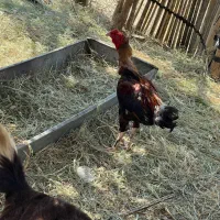 مرغ فروشی فوری|حیوانات مزرعه|رودان, |دیوار