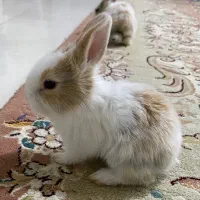 خرگوش|موش و خرگوش|قوچان, |دیوار