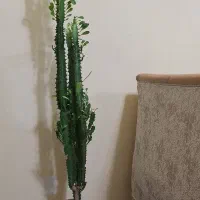 کاکتوس افوربیا 1متری
