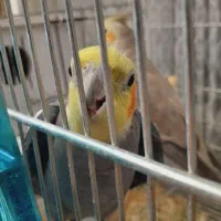 2 جفت عروس هلندی اهلی سخنگو|پرنده|ماکو, |دیوار